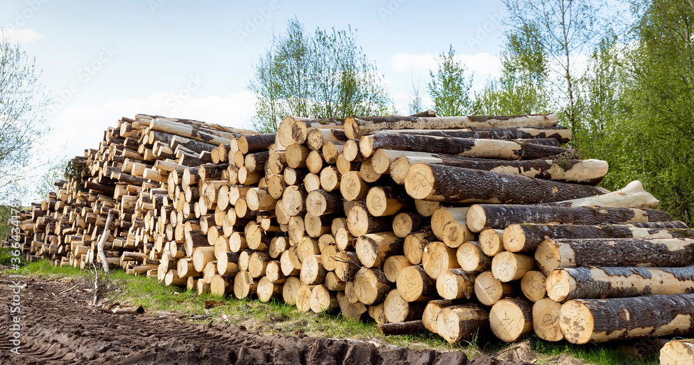 A pile of felled logs, different types of forest species, prepared for loading