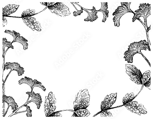 Herbal Plants, Hand Drawn Illustration of Fresh Green Peppermint or Lemon Mint with Parsley Leaves Frame Used for Seasoning in Cooking.
