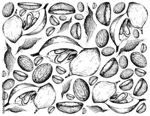 Herbal Plants, Hand Drawn Illustration of Fresh Nutmeg or Myristica Fragrans Fruits Background, Used for Seasoning in Cooking.
