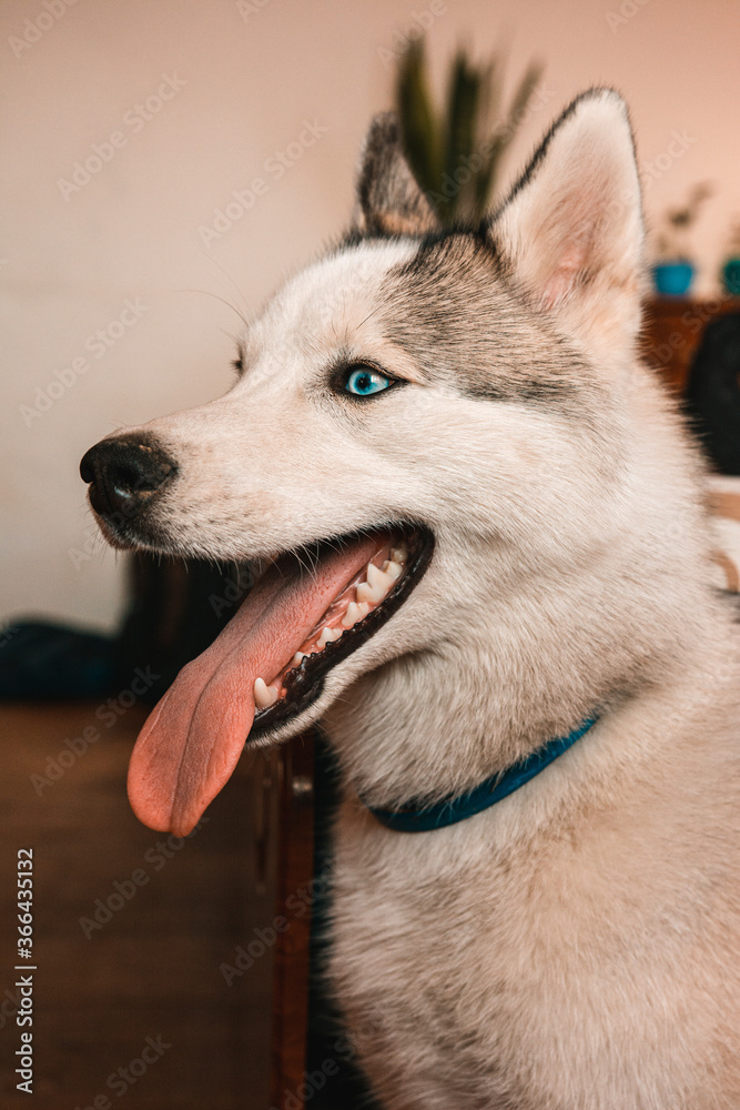 Beautiful portrait of a still young husky.