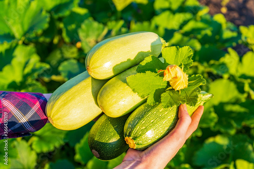 Human hands holding squashes against green kitchen garden. Female farmer with harvest of zucchini in summer sunny evening at sunset. Cultivated vegetables, farming, harvesting concept. Organic food