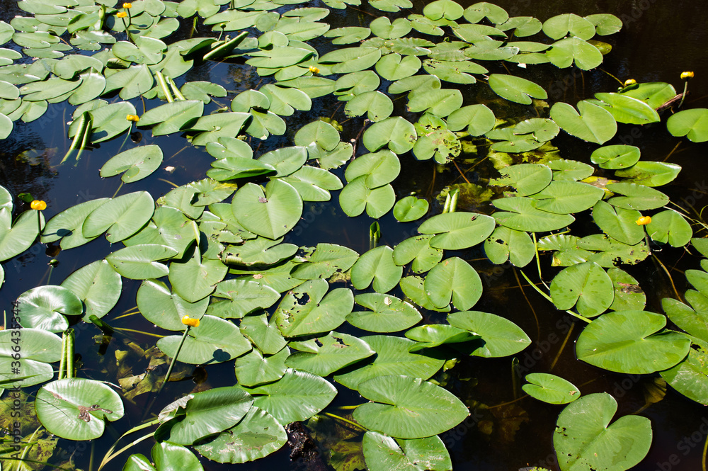 yellow water lilies leaves in the pond yellow water lilies leaves in the pond