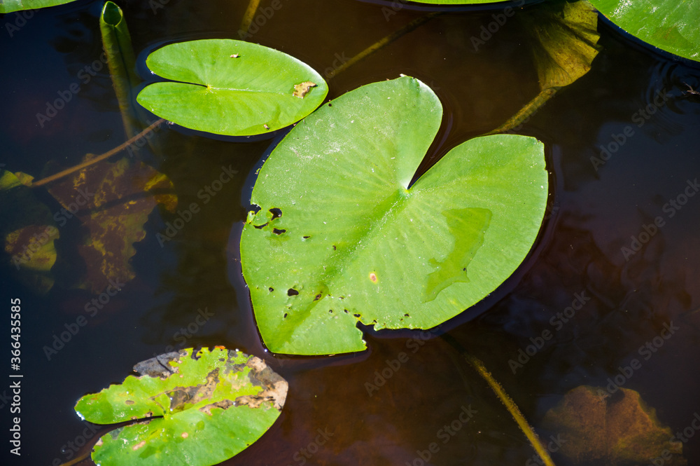 yellow water lilies leaves in the pond yellow water lilies leaves in the pond
