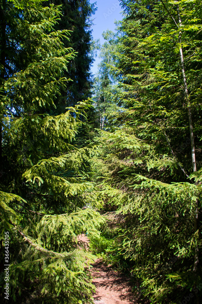 Obraz premium green forest in the morning