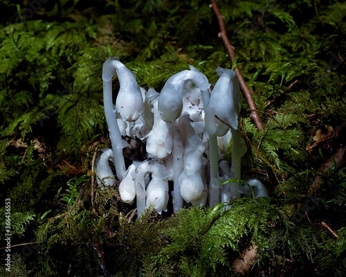 Indian/Ghost Pipe Group