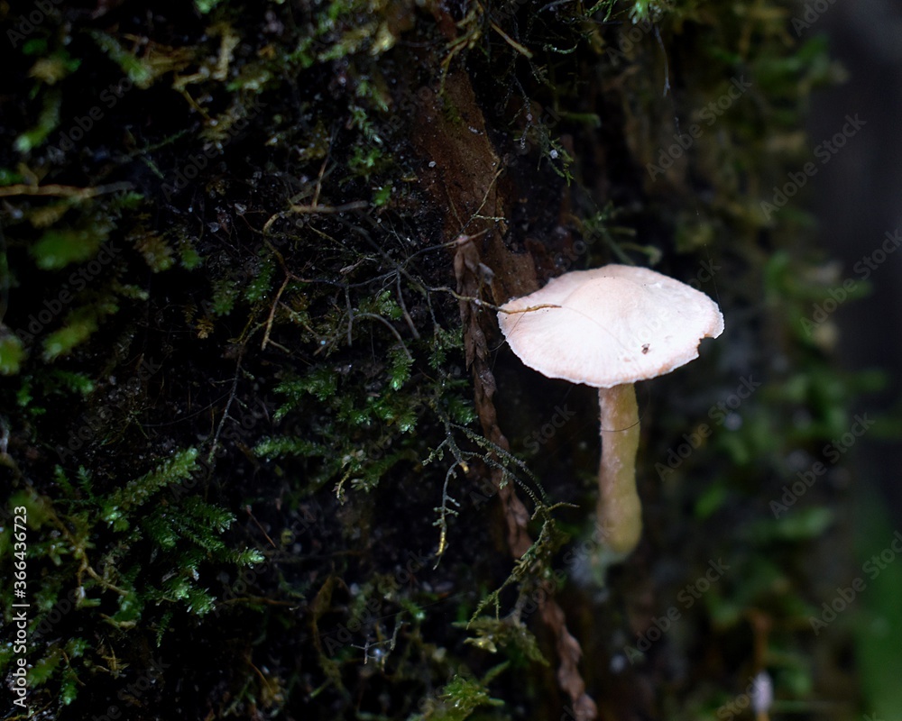 Fototapeta premium Beige mushroom