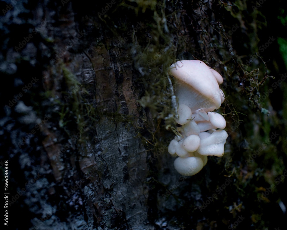 Oyster Mushrooms Oyster Mushrooms