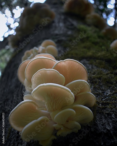 Oyster Mushrooms