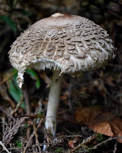Shaggy Mane with bite marks