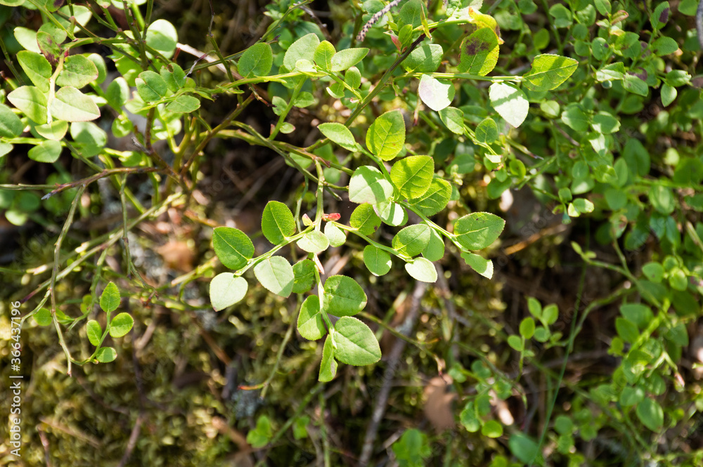 small tree green leaves in the forest