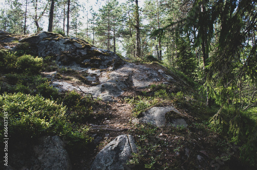 moss covered rocks in the forest