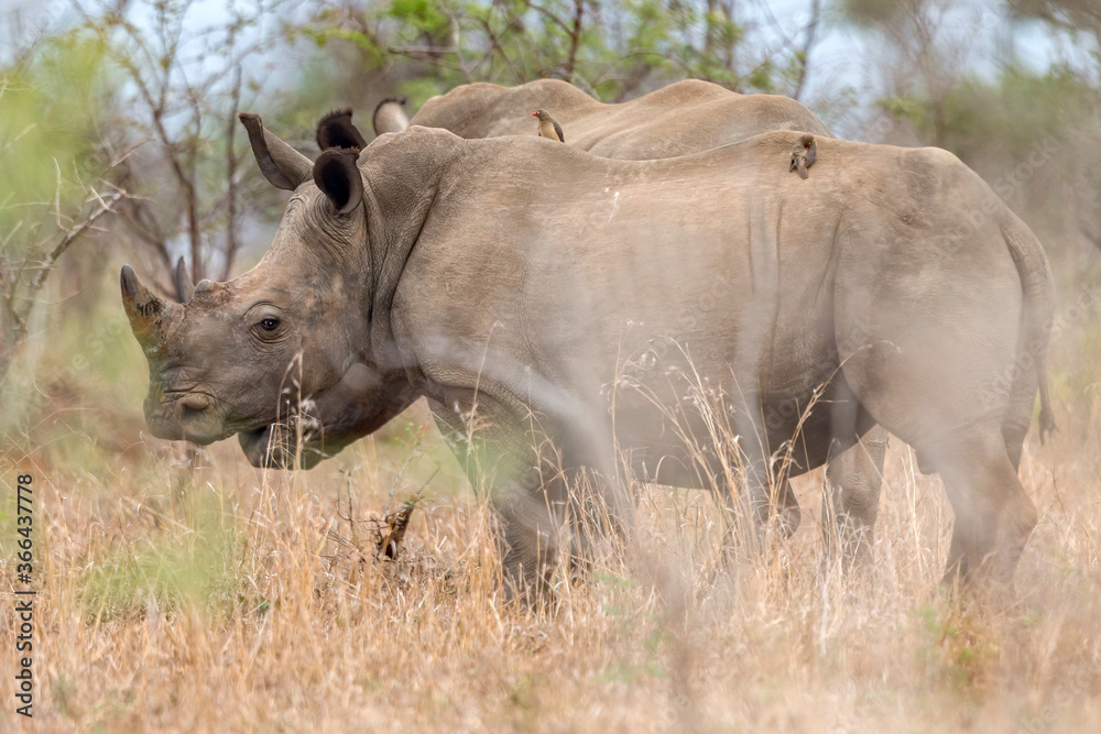 Rhinos Rhinos