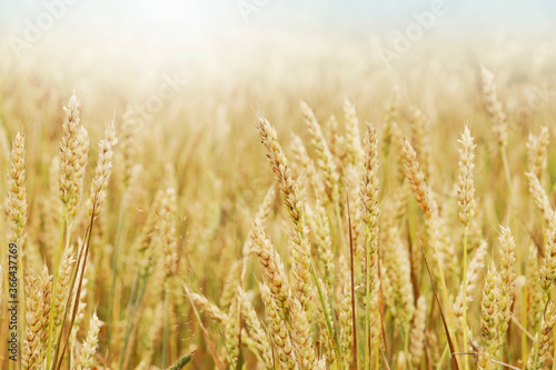 Wheat field. Ears of Golden wheat. Rural Sunny landscapes. Conditions for maturation of wheat ears. Rich harvest. Agricultural industry.