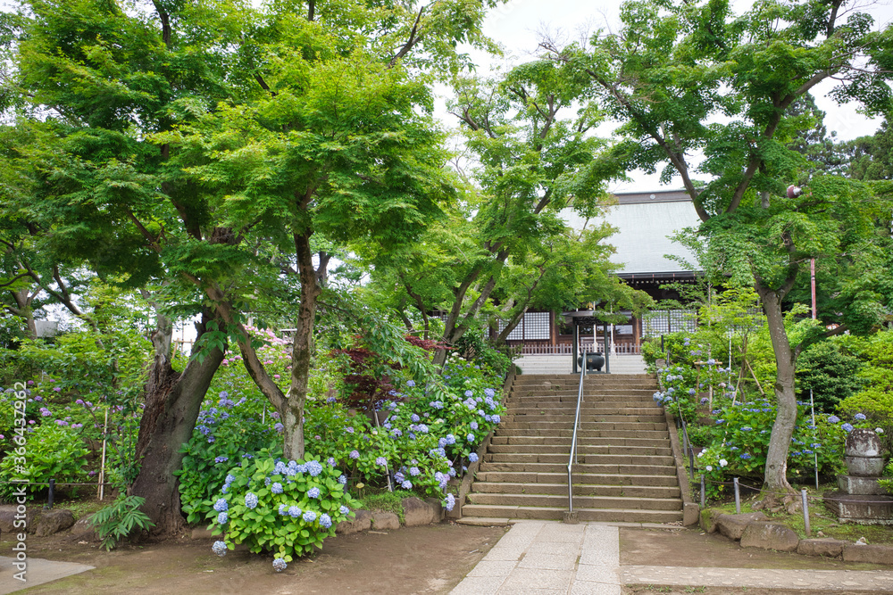 紫陽花の咲く千葉「本土寺」の景色