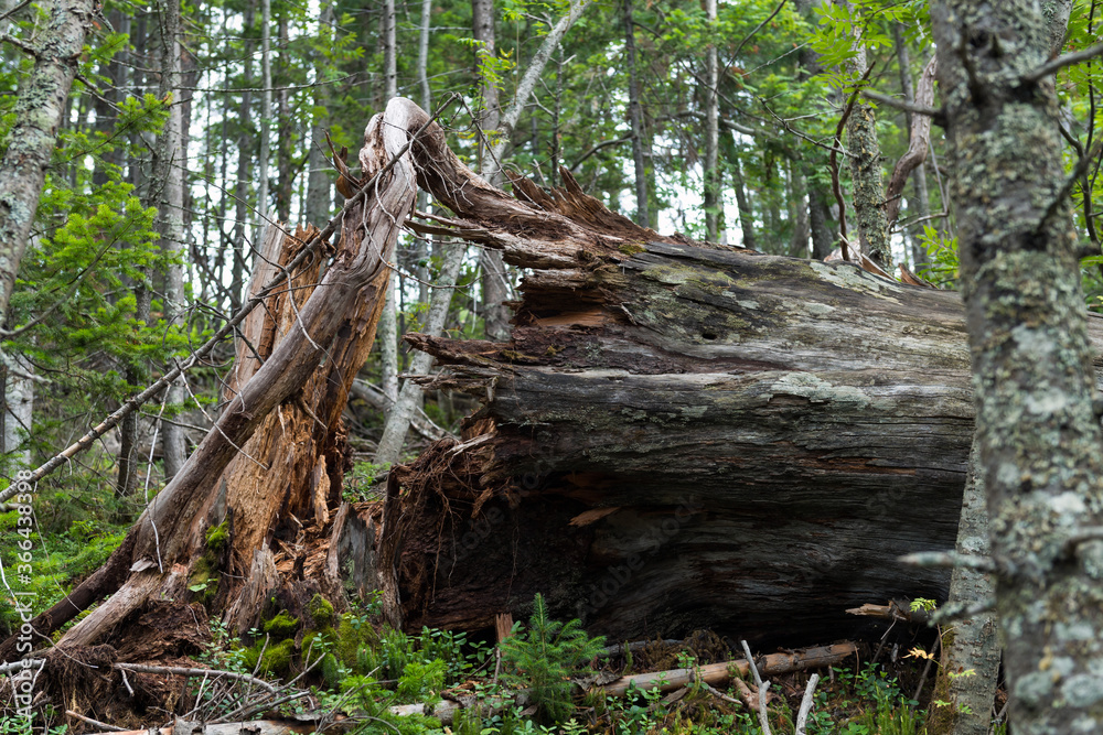 tree roots in the forest