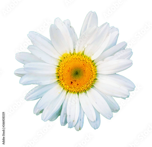 Chamomile flower on a white background.