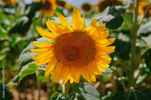 Sunflower natural background. Sunflower blooming. Close-up of sunflower.  © Iryna Dincer