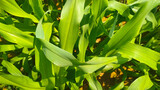Green leaves of millet plants
