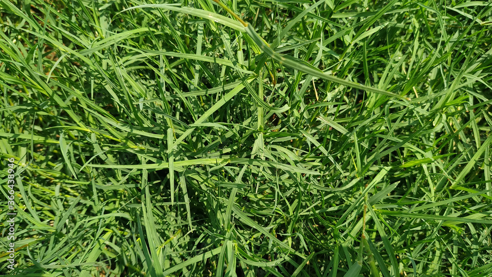 Green grass pattern and texture for background. Close-up image