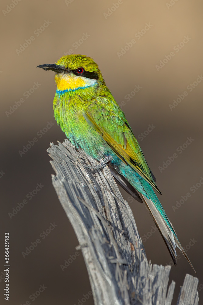 Obraz premium Swallow-tailed Bee-eater