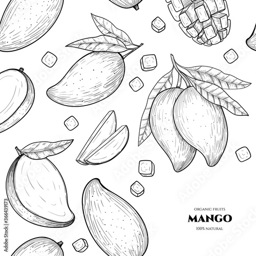 Vector frame with mango. Hand drawn. Vintage style