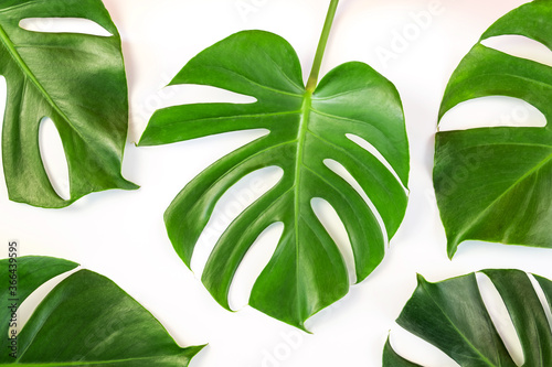 Monstera leafs lay on white background. Summer background concept.