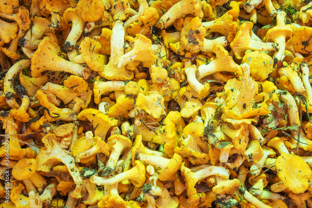 Dirty chanterelle mushrooms texture. Natural background with food. Freshly picked golden yellow chanterelle. From forest in natural condition. Dirty chanterelle mushrooms texture. Natural background with food. Freshly picked golden yellow chanterelle. From forest in natural condition.