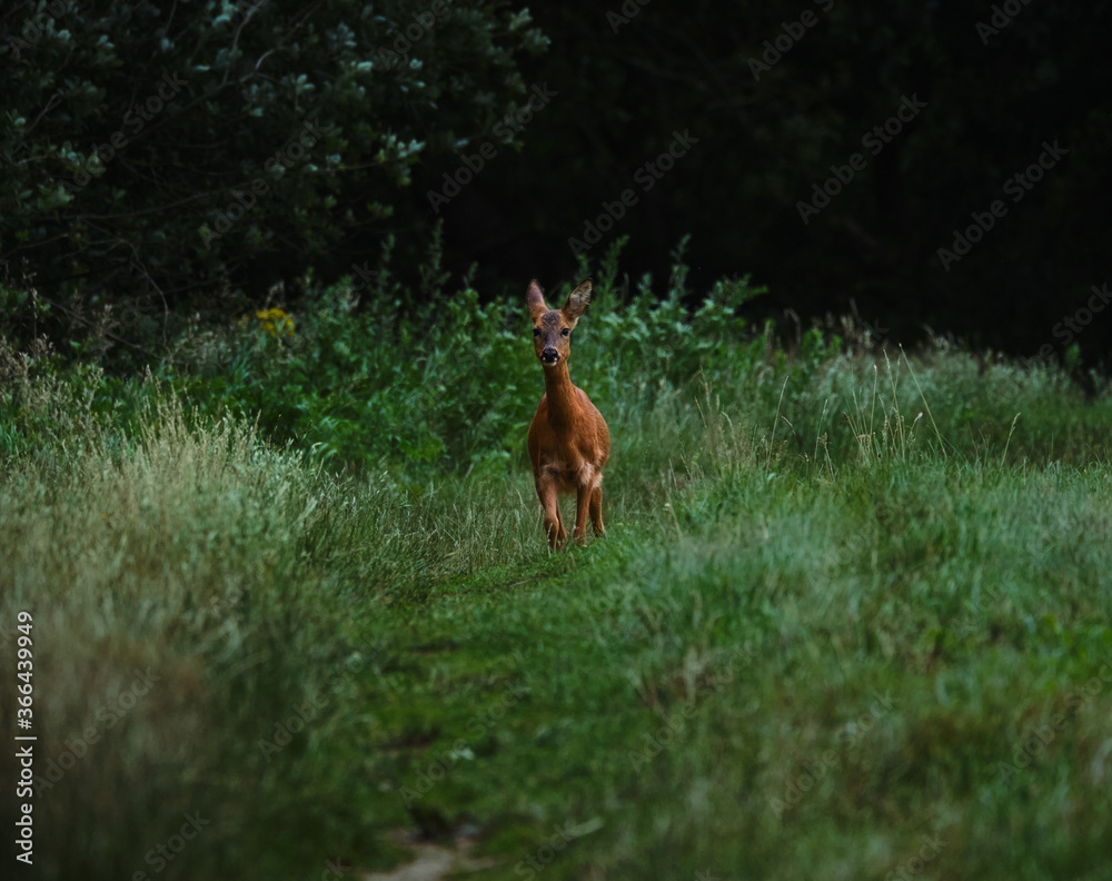young deer walks on a small trail