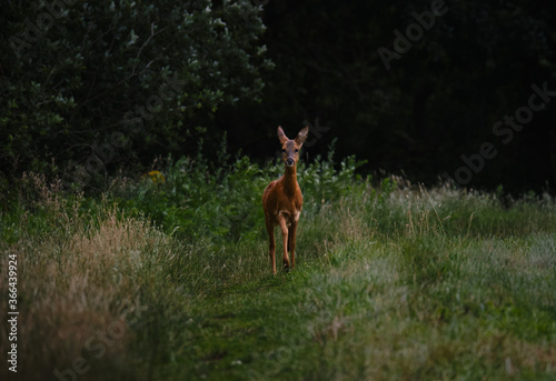 young deer walks on a small trail