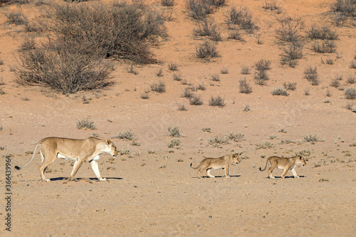 Lioness with Cubs