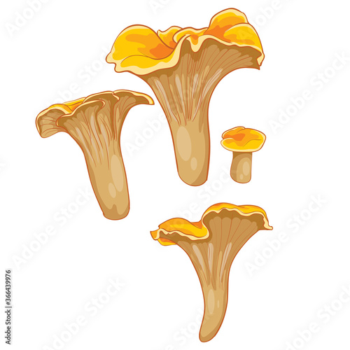 set of chanterelle mushrooms, cartoon illustration, isolated object on white background, vector illustration,