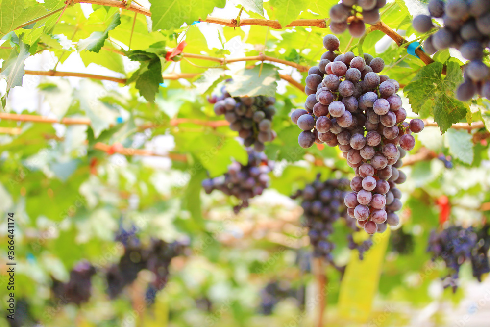 bunch of red grapes on the vine with green leaves