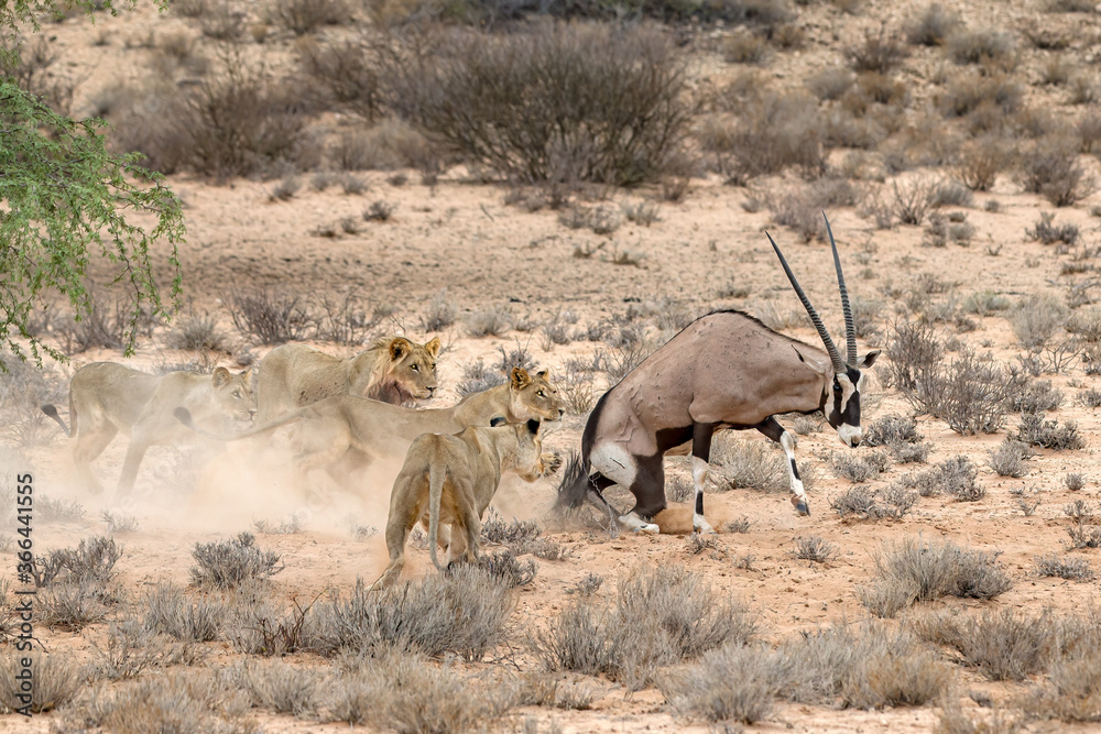 Fototapeta premium Lions hunting Oryx