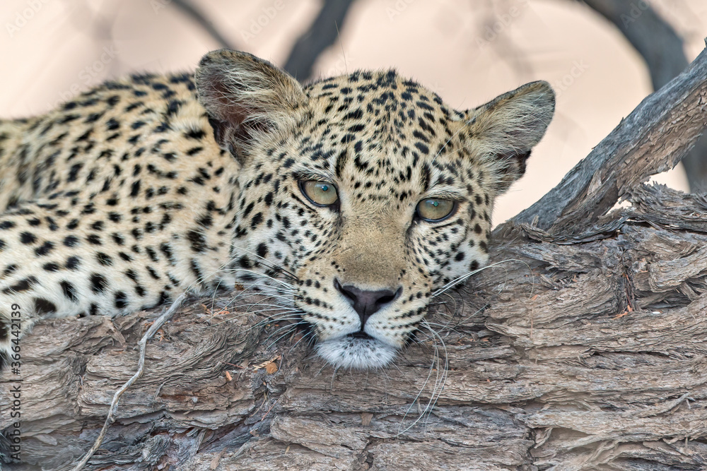 Leopard Leopard