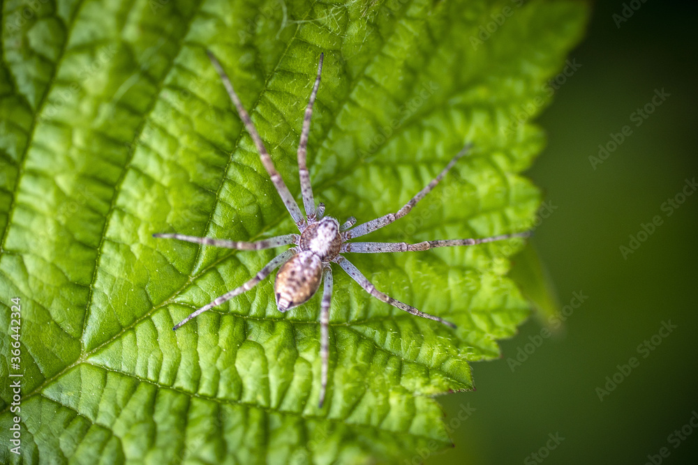 Naklejka premium Araignée sur une feuille d'ortie.
