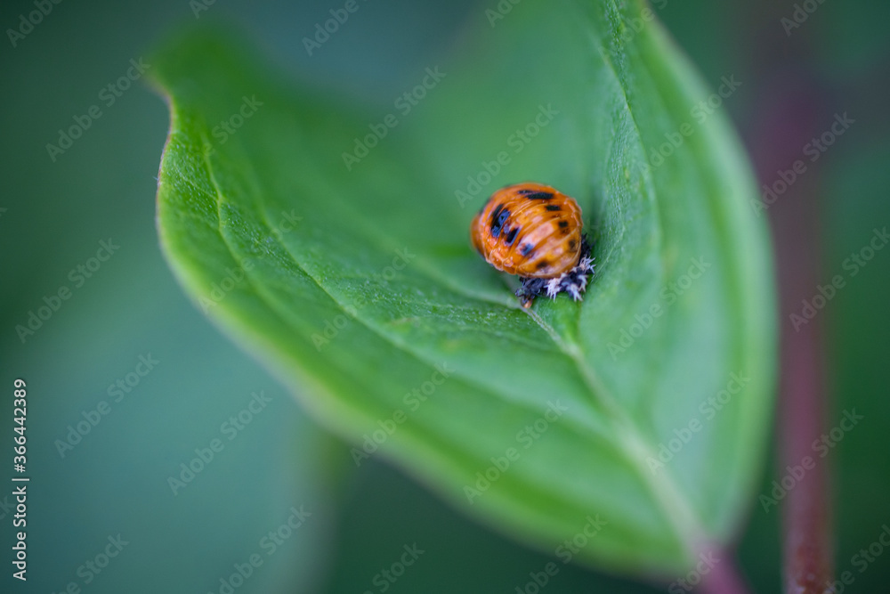 Larve de coccinelle sur une feuille. Larve de coccinelle sur une feuille.