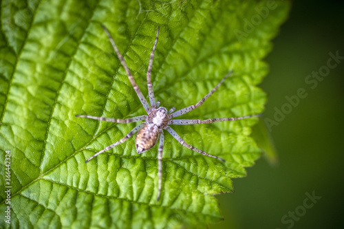 Araignée sur une feuille d'ortie. © Olivier Rapin