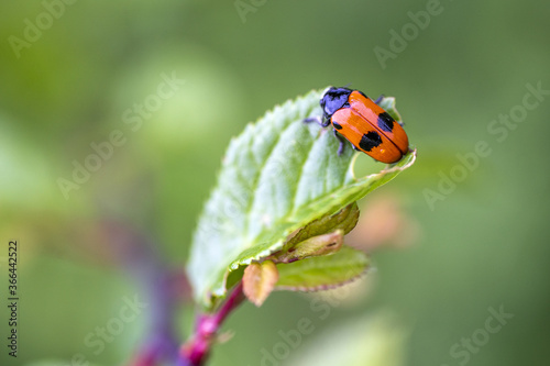 Fototapeta Clytre des saules sur une feuille
