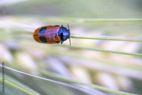 Obraz na plátně Clytre des saules