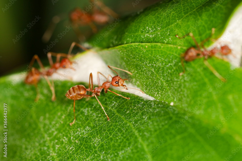 Close up macro red ant on green leaf on nature at thailand Close up macro red ant on green leaf on nature at thailand