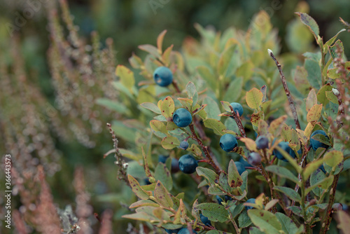 Wild Irish blueberries