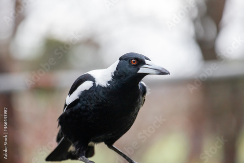 A Australia Magpie watching intensely