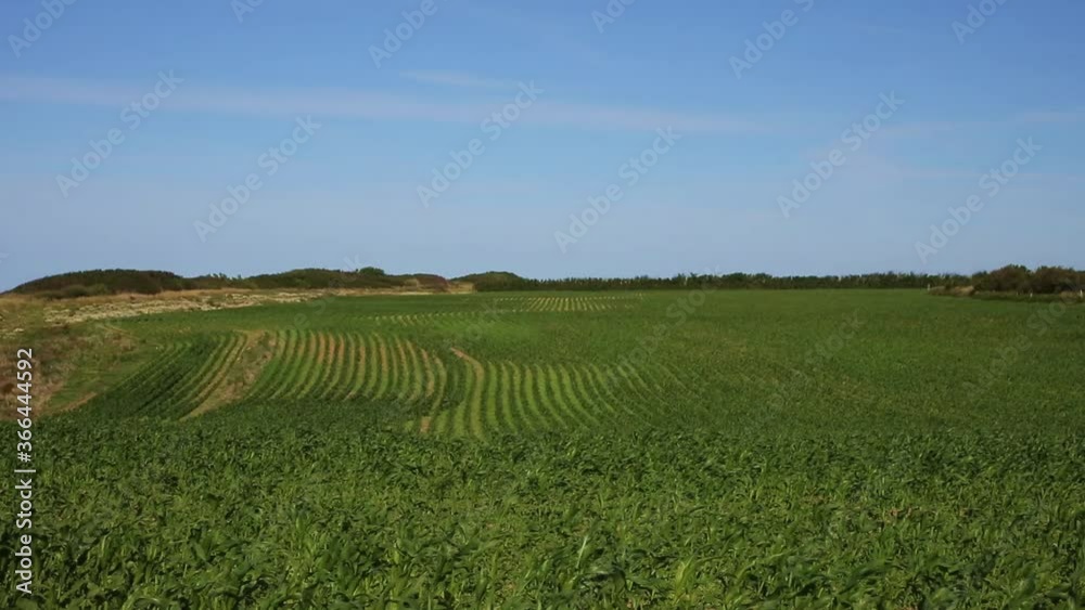 green field and blue sky green field and blue sky