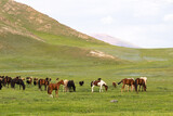 Pferde in Kirgistan