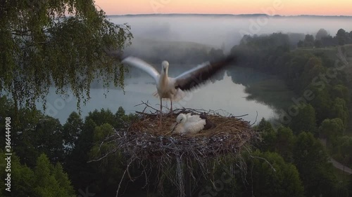 Gniazdo bocianów z widokiem na jezioro. Nauka latania i  karmienie bocianów photo