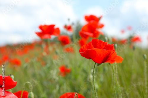 Beautiful red poppy flowers growing in field  closeup. Space for text
