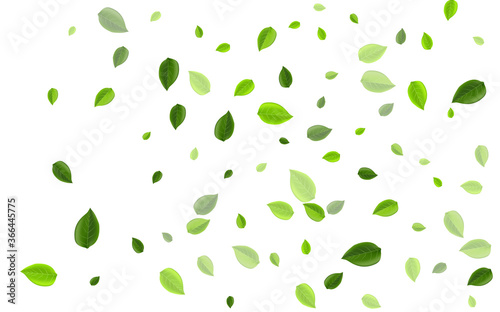 Olive Greens Realistic Vector Design. Transparent 