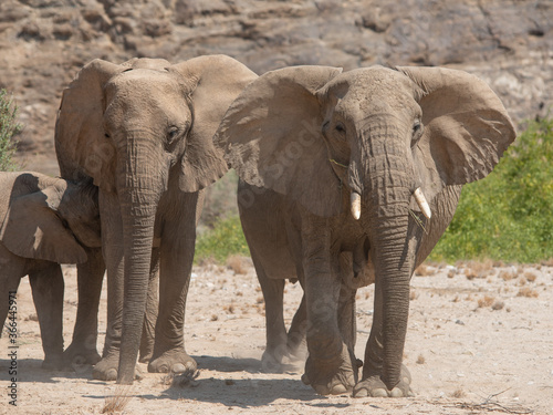Elefanten im Etosha National Park Namibia Südafrika © Natascha