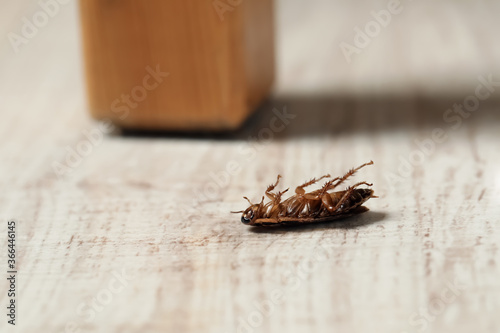 Dead brown cockroach on white wooden floor, closeup. Pest control © New Africa
