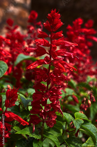 Plant with beautiful red flowers